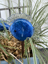 Lade das Bild in den Galerie-Viewer, Glasfische in verschiedenen Farben und Formen
